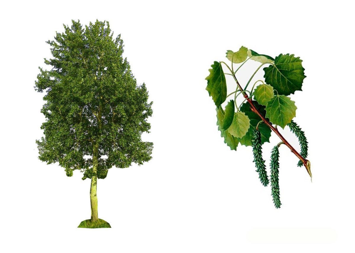 Липа дерево листья