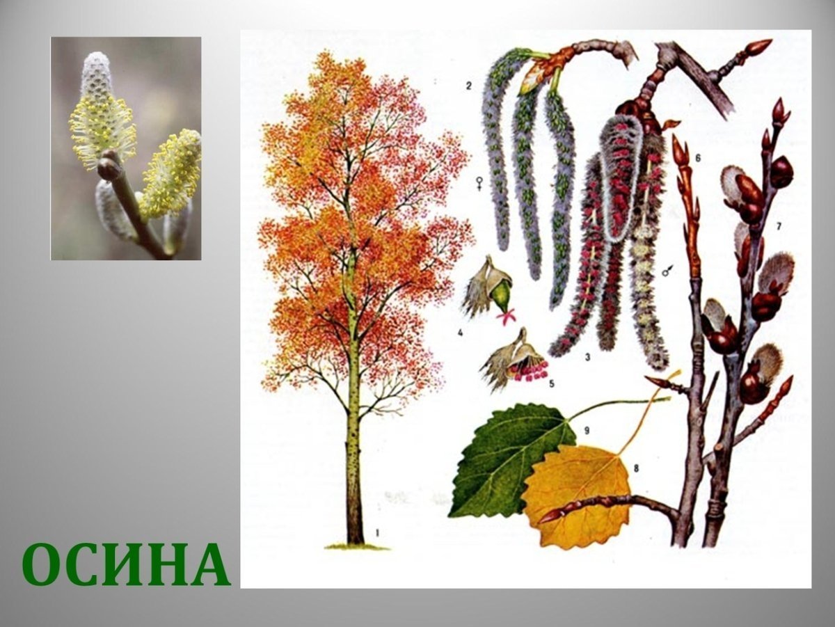 Липа дерево листья