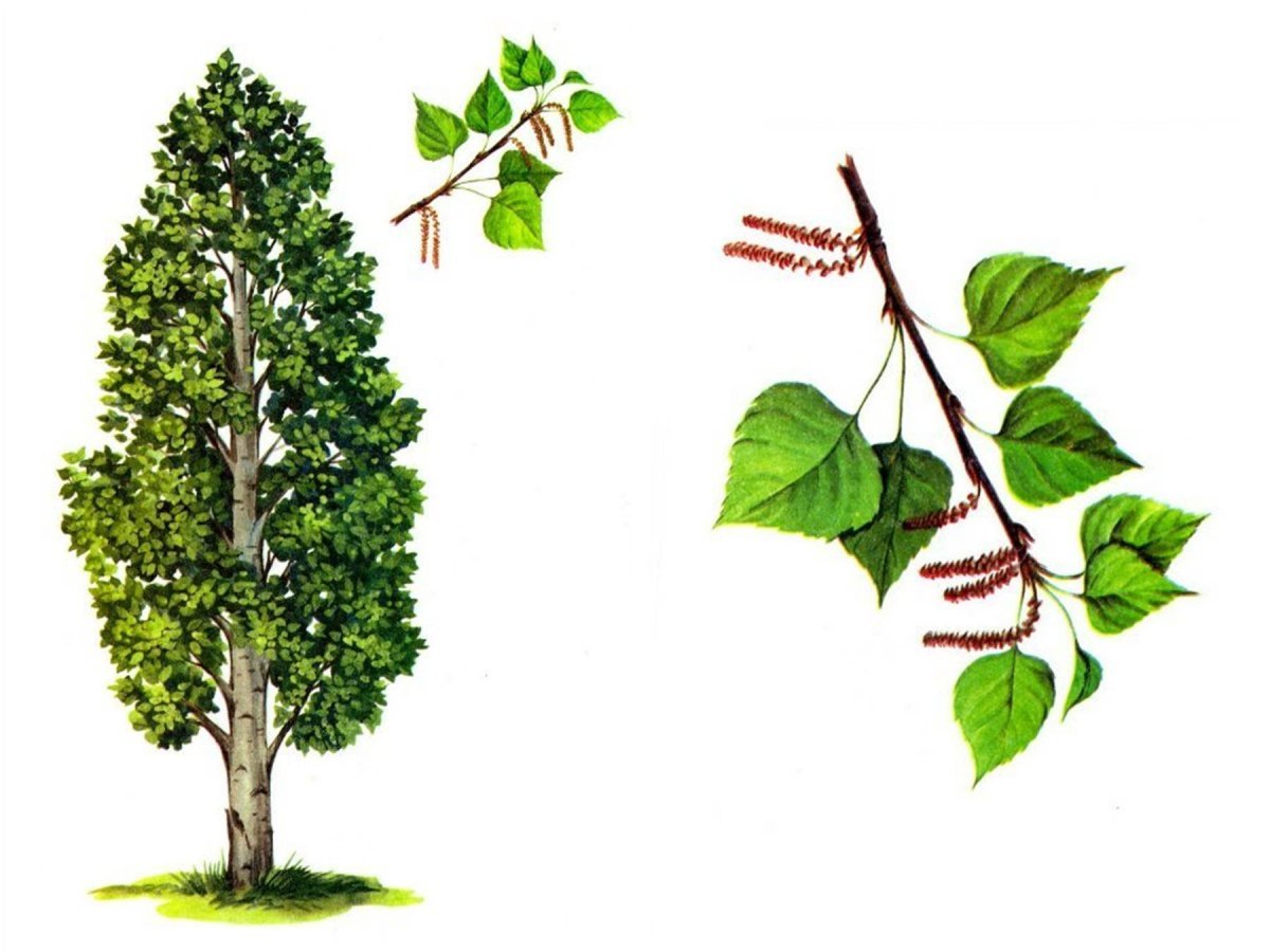 Осина рисунок для детей