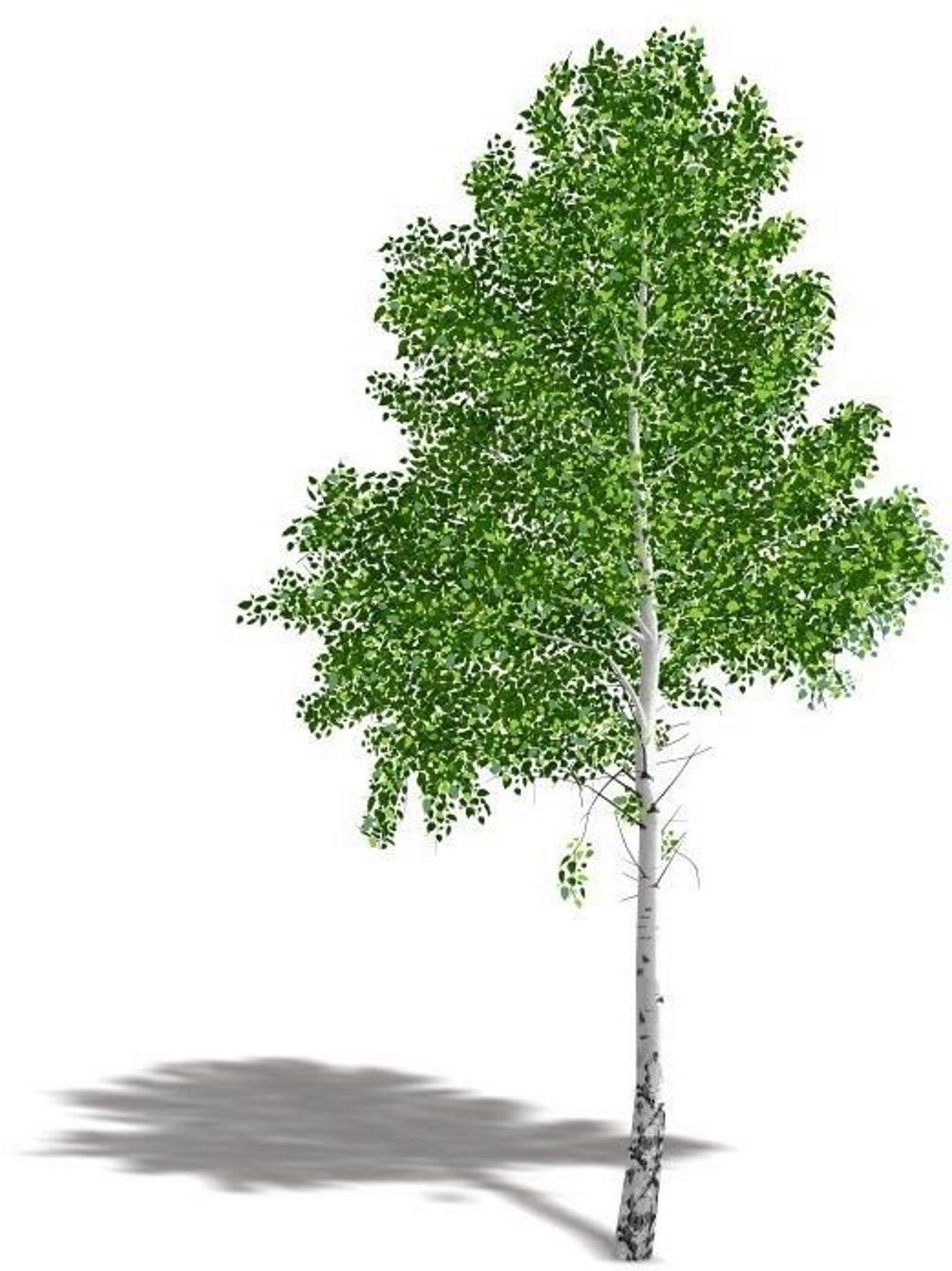 Семена ивы тополя осины