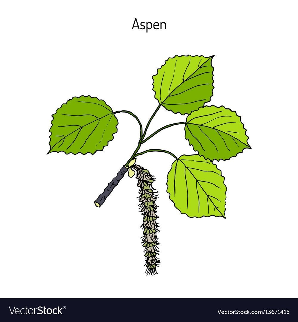 Деревья для дошкольников