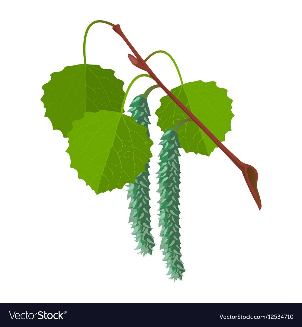 Осина лиственное