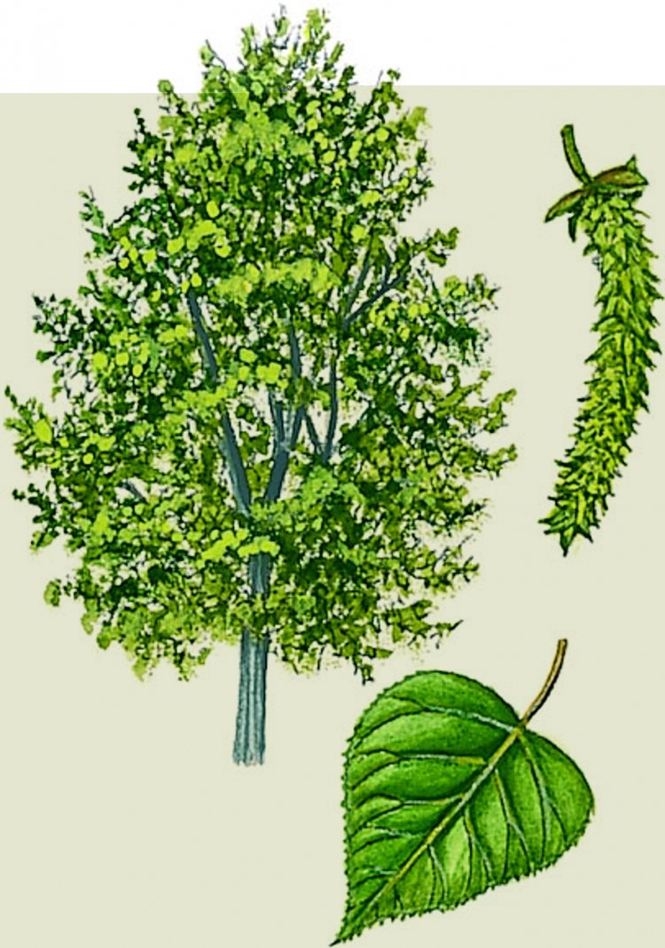 Осина карандашом