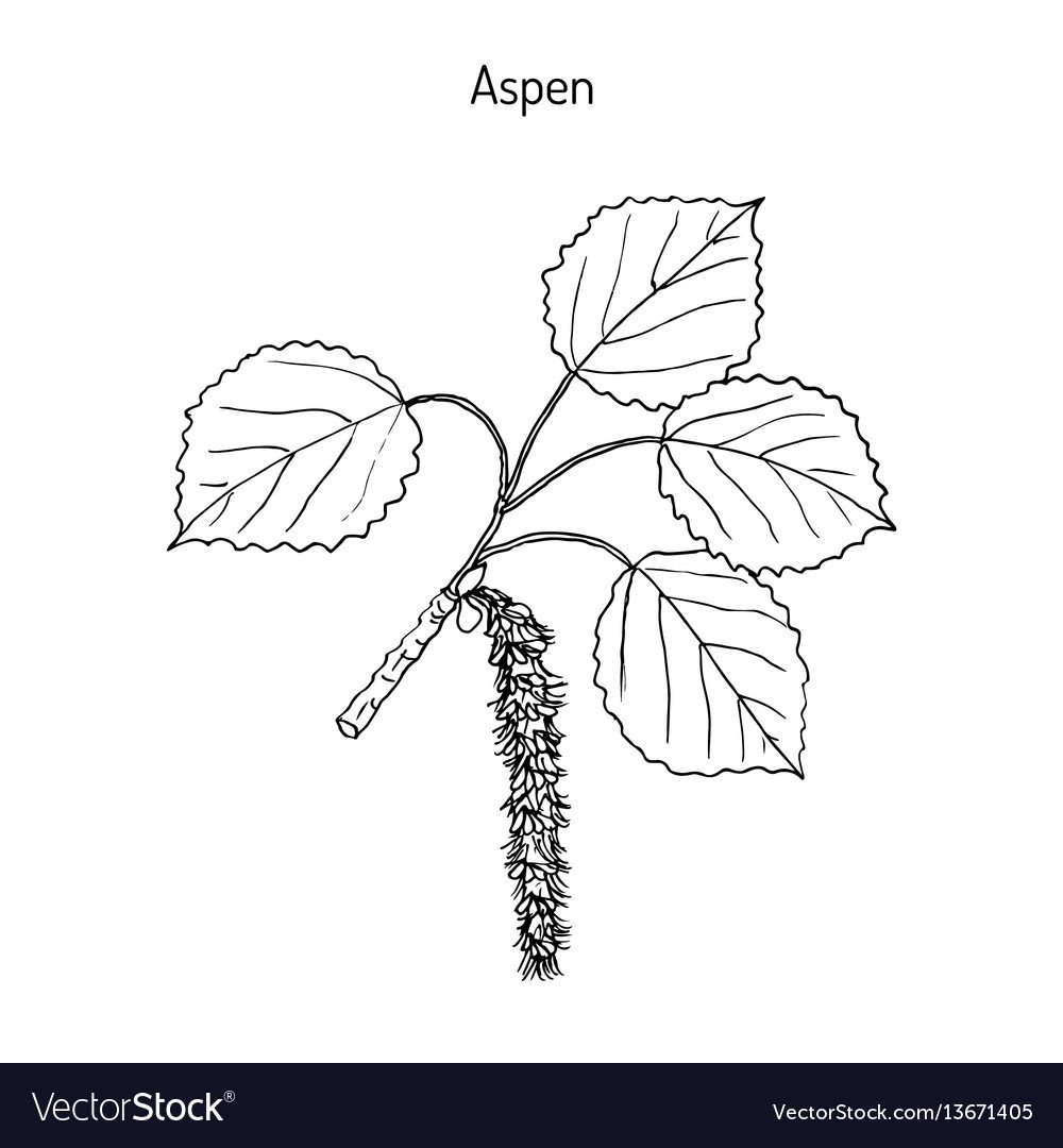 Тополь дрожащий осина