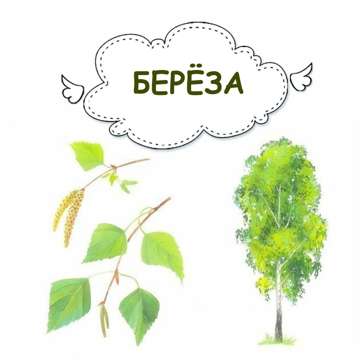 Клен Возраст дерева