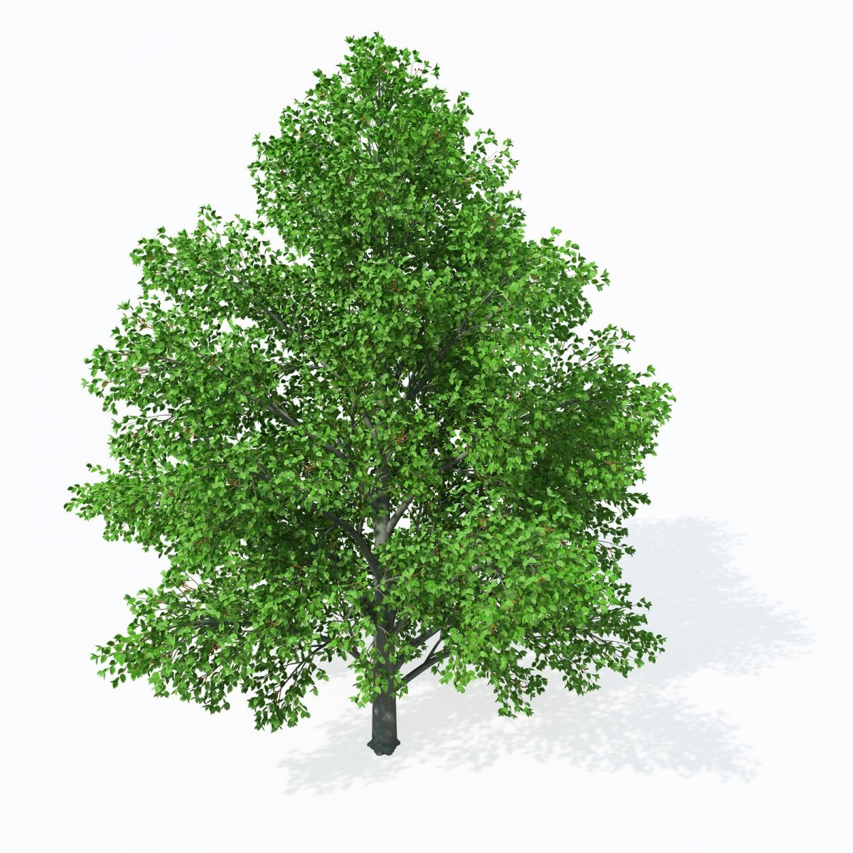 Лист осины на белом фоне