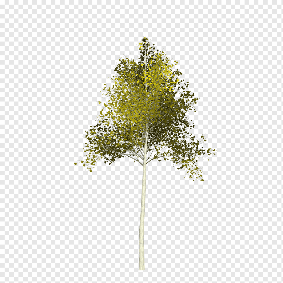 Осина картинка для детей