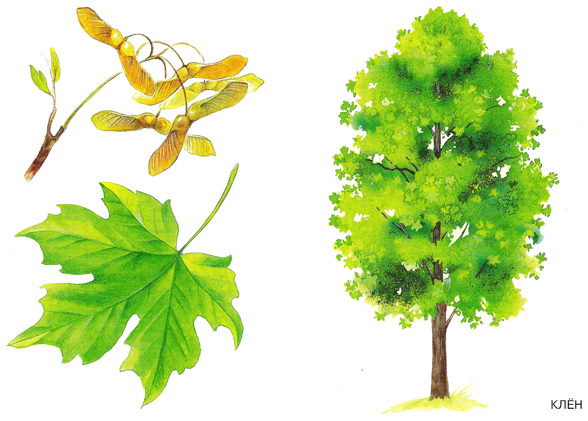 Осина вектор