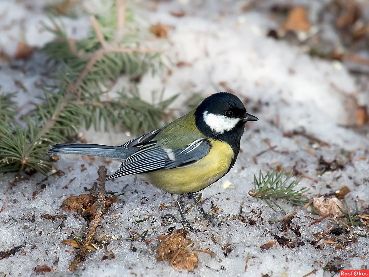 Красногорскую синичка