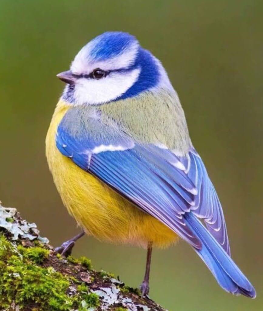 Синички зимой