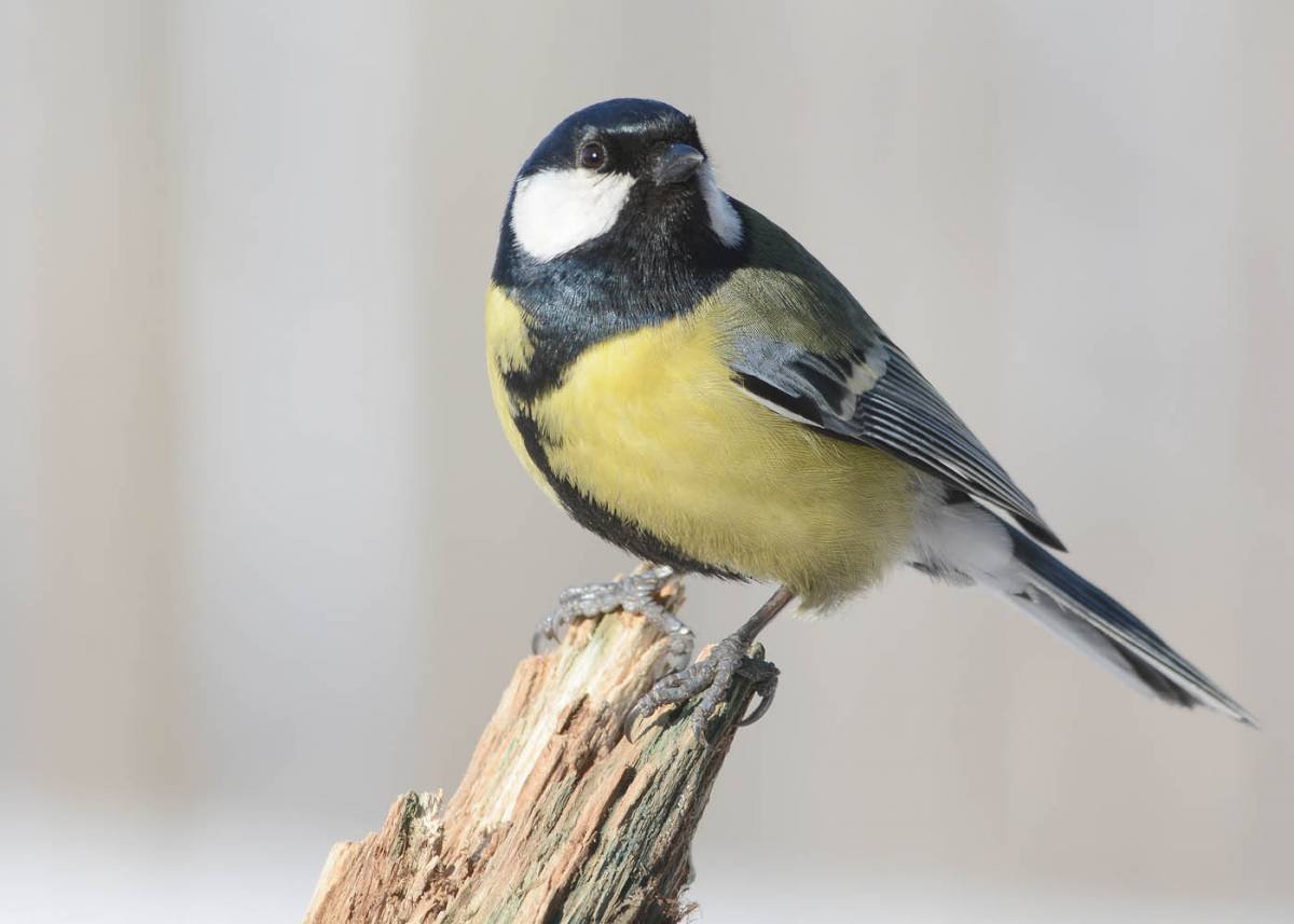 Синица Сибирская