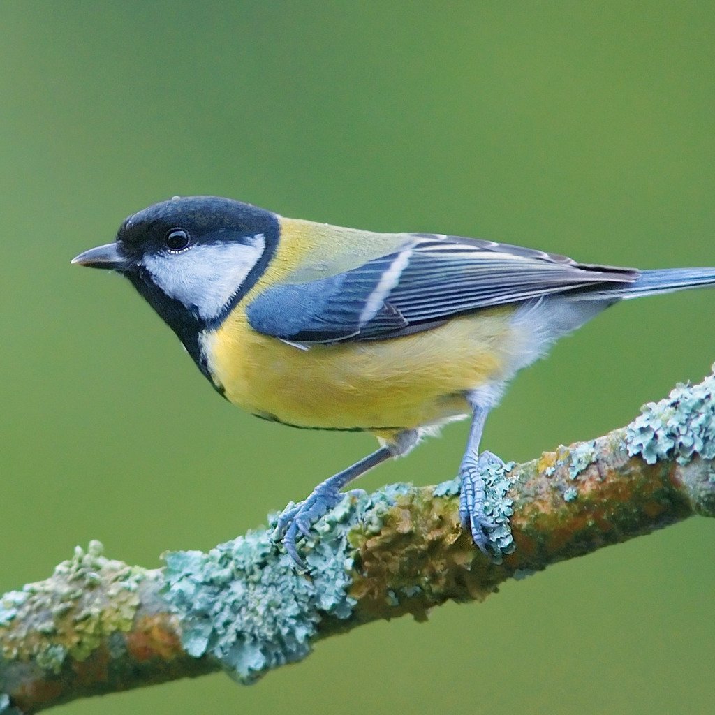 Самая худая синица