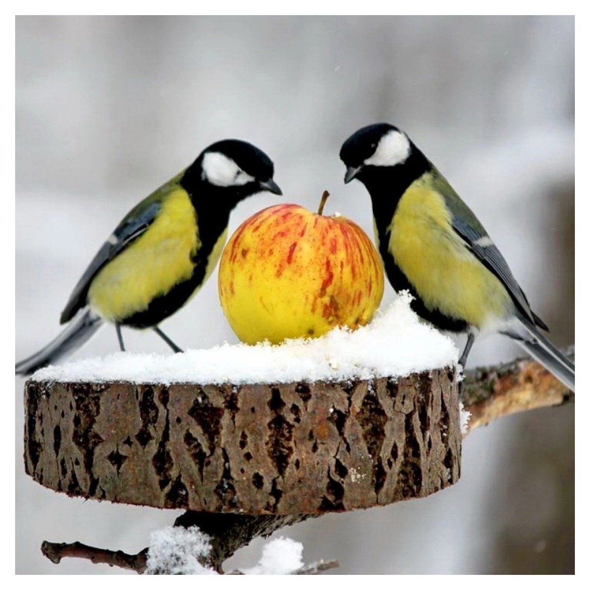 Плотоядные синицы