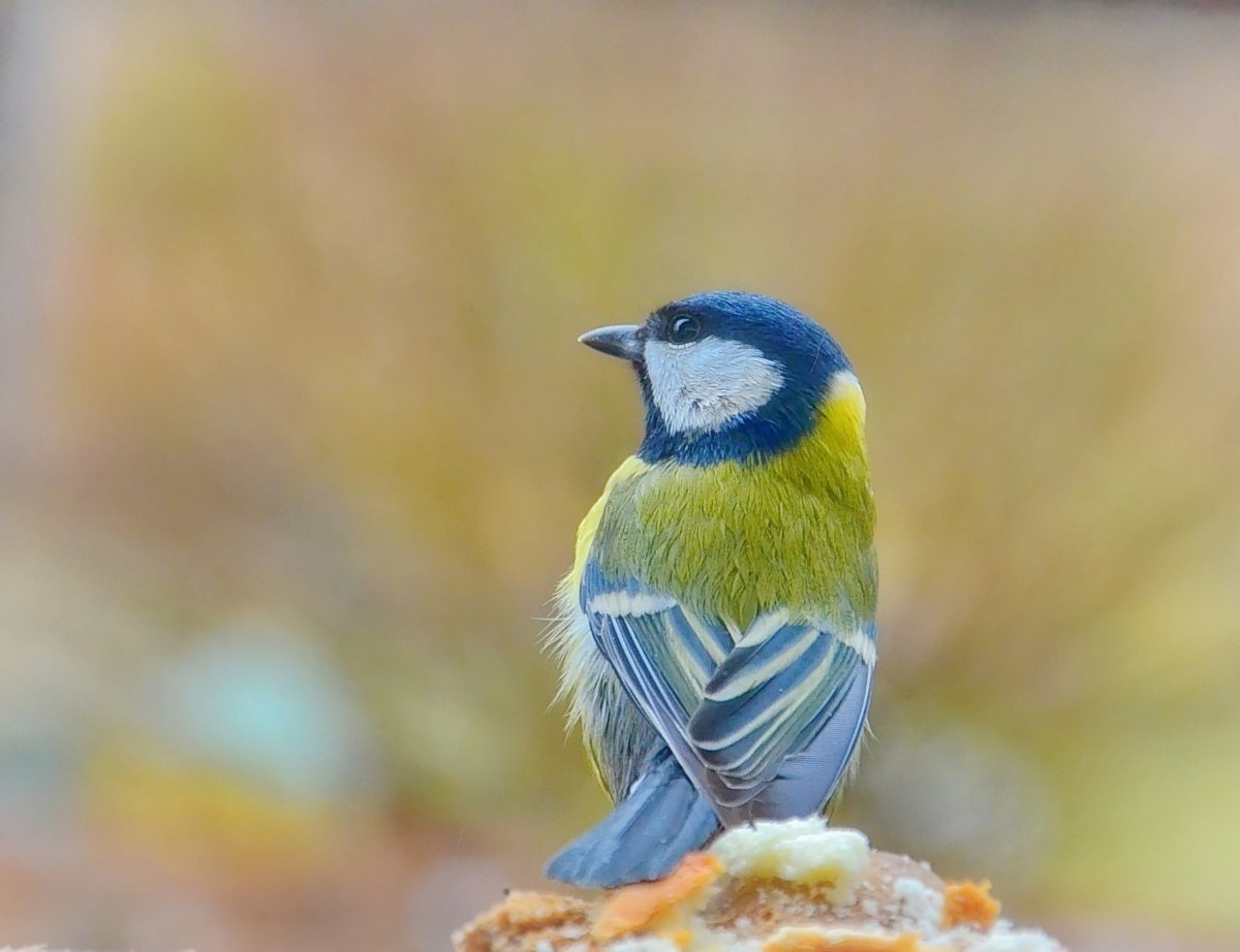 Милые синички