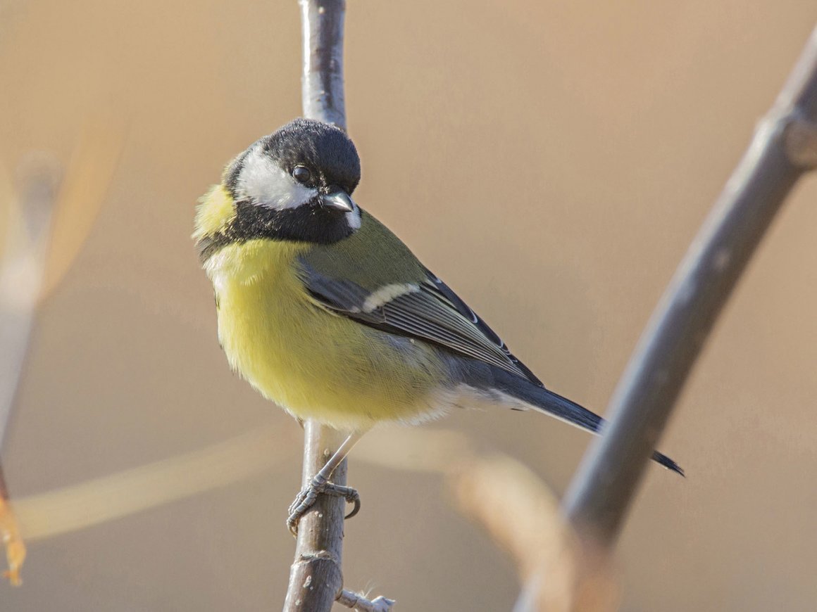 Синичка Дальневосточная