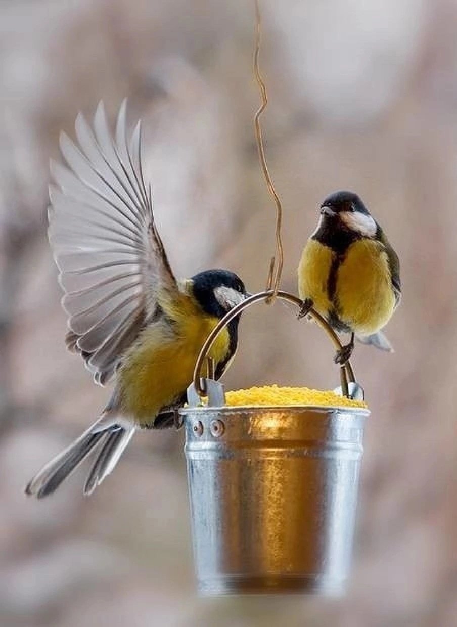 Синичка улыбается