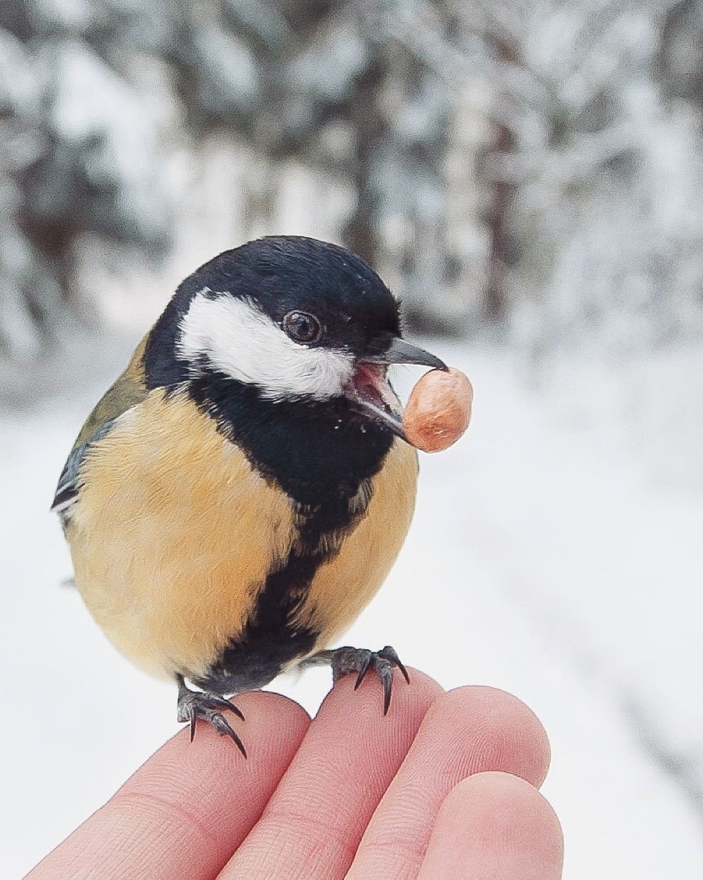 Три синички