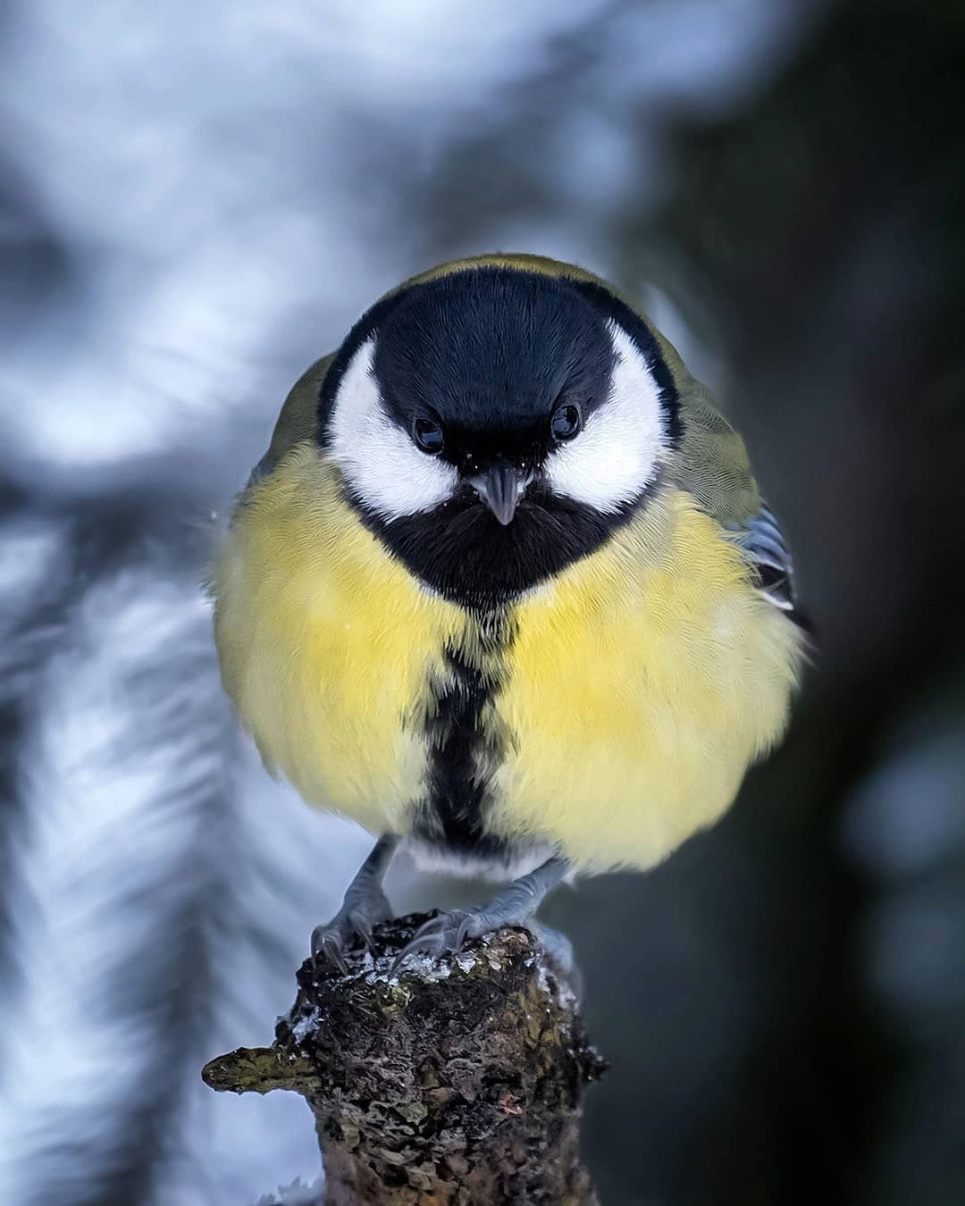 Синица анфас