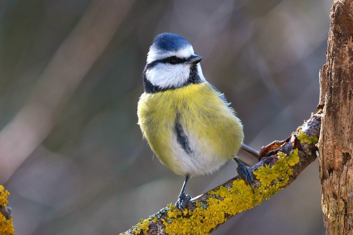 Синичка на ветке