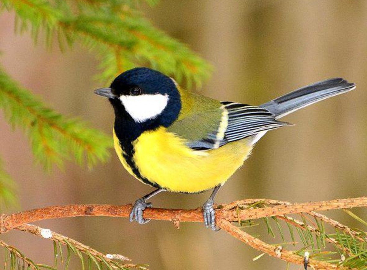 Слышались голоса лесных синичек