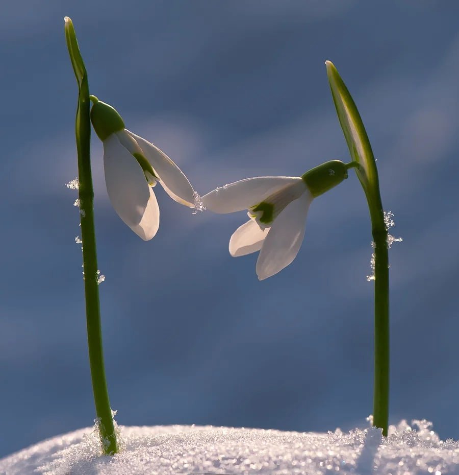Первые подснежники