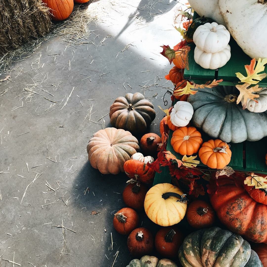 Тыква декоративная Хэллоуин однолетник