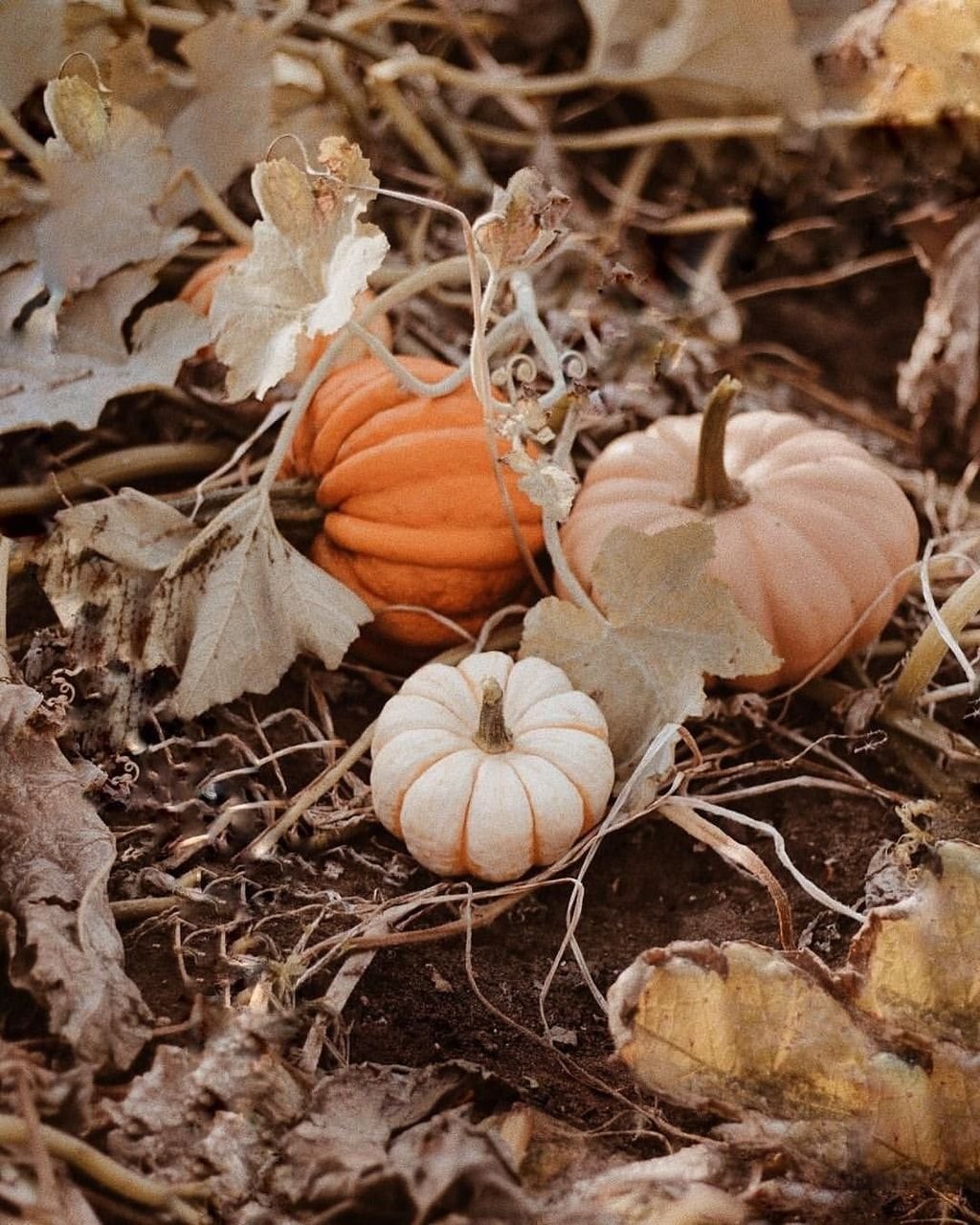 Осенняя Эстетика тыквы