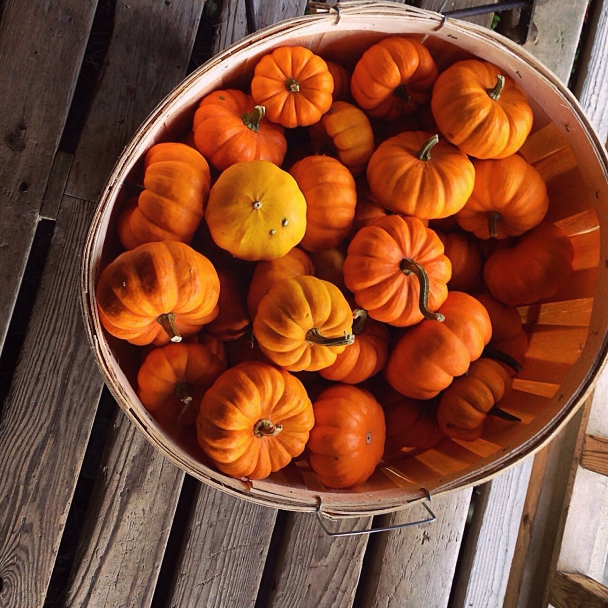 Тыква Шоколадница