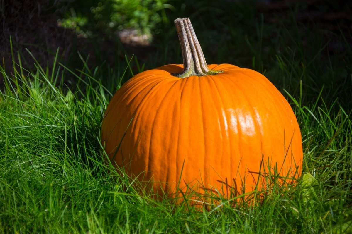 Самосейка тыква