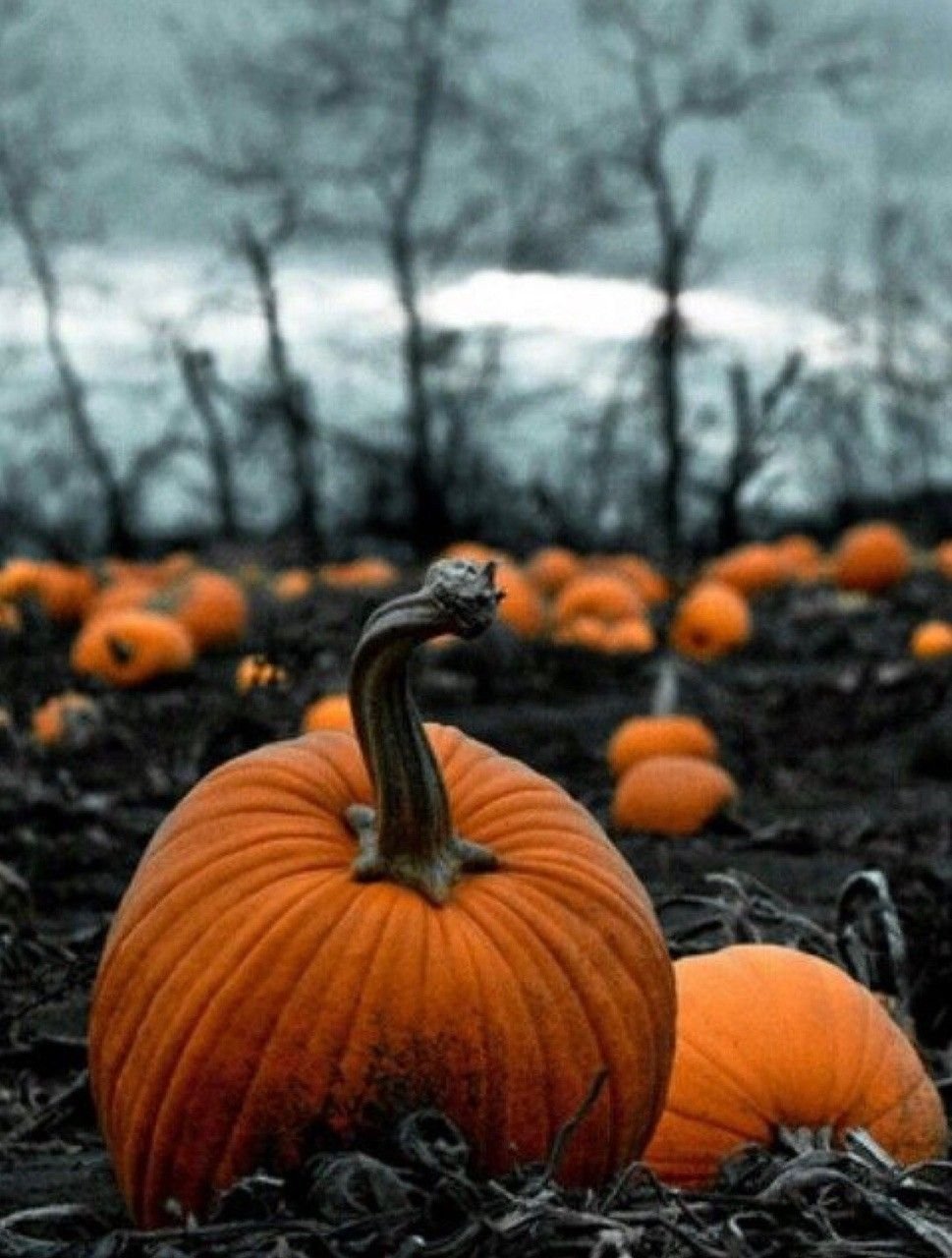 Хэллоуин фотосессия в тыквенном поле