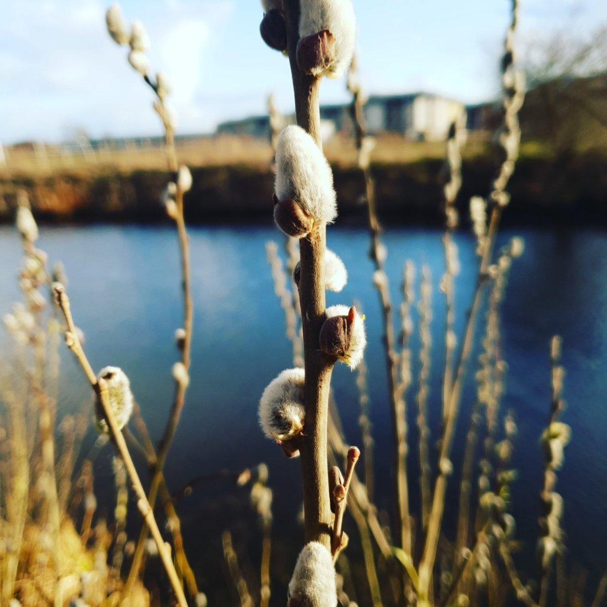 Верба трехлистная