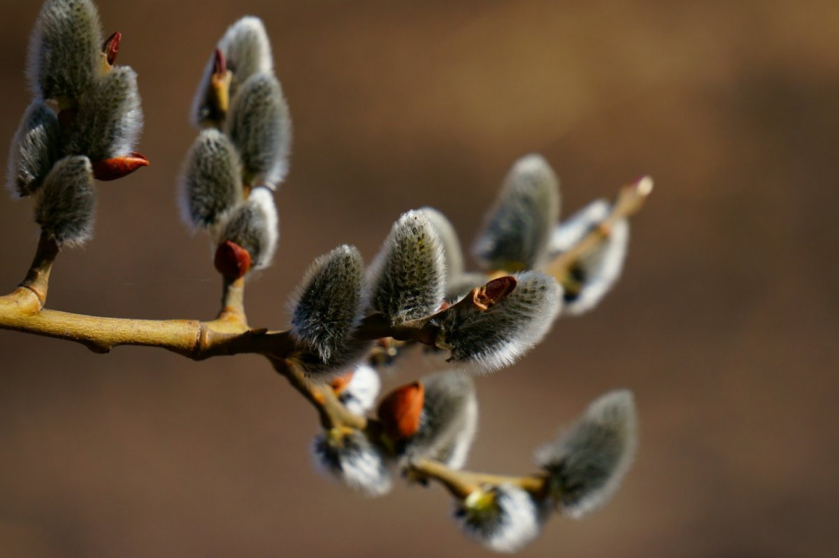 Обои на рабочий стол Верба весной