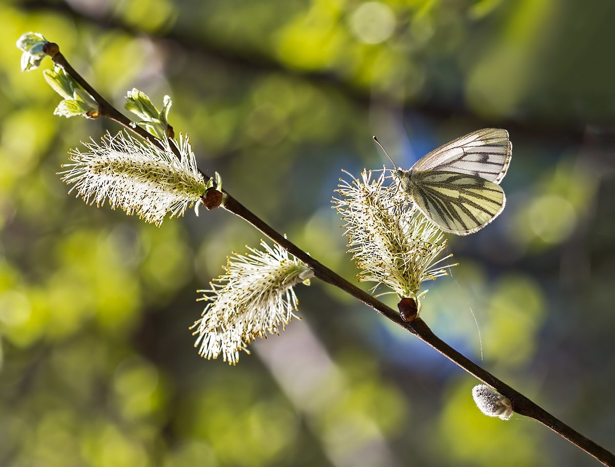Весна Верба