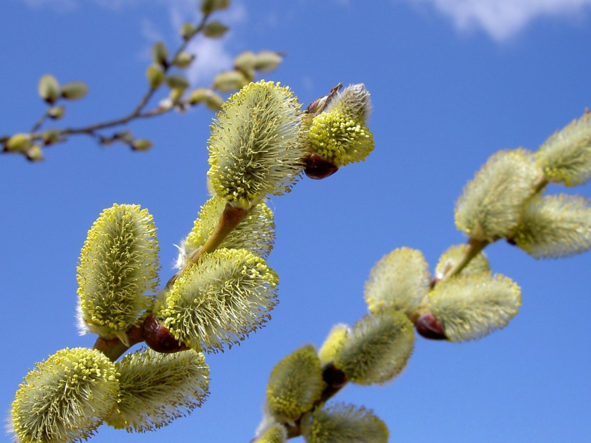 Цветущая Верба
