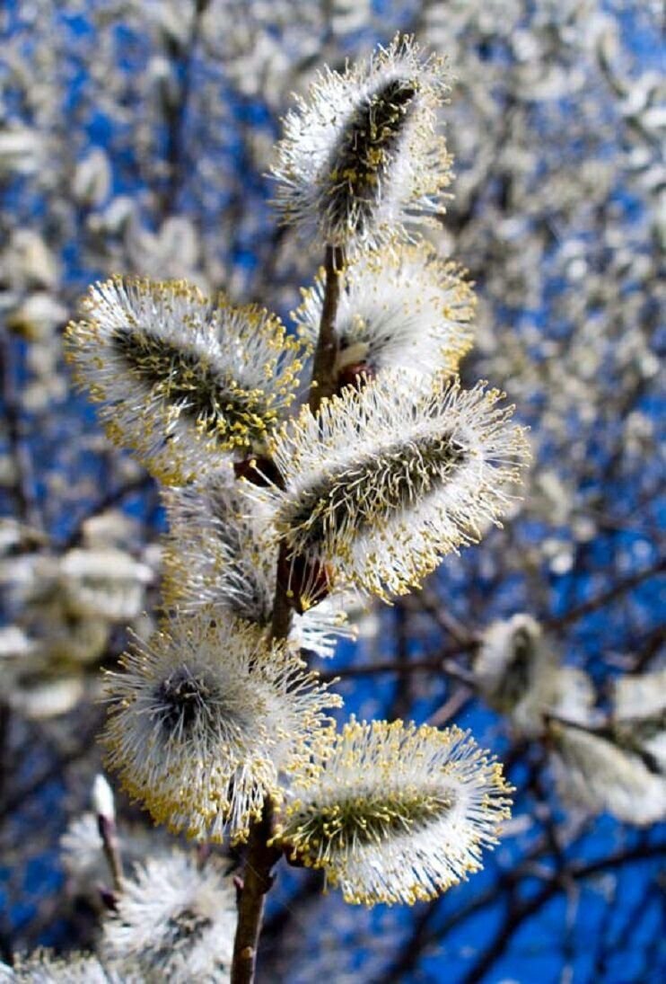 Верба ранней весной