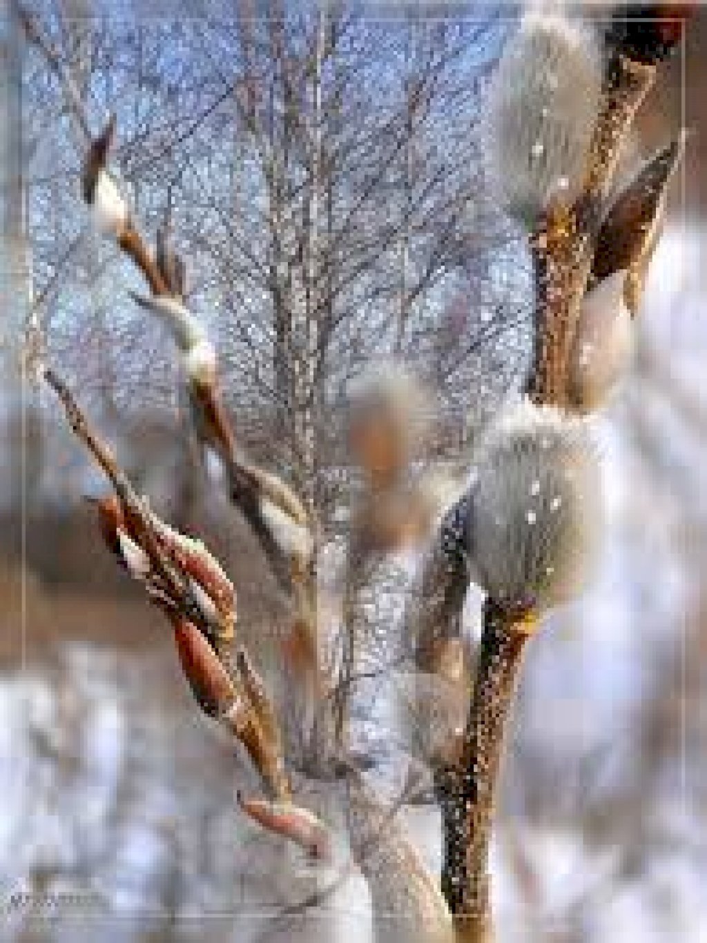 Верба тальник