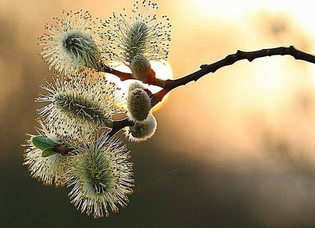 Веточка вербы