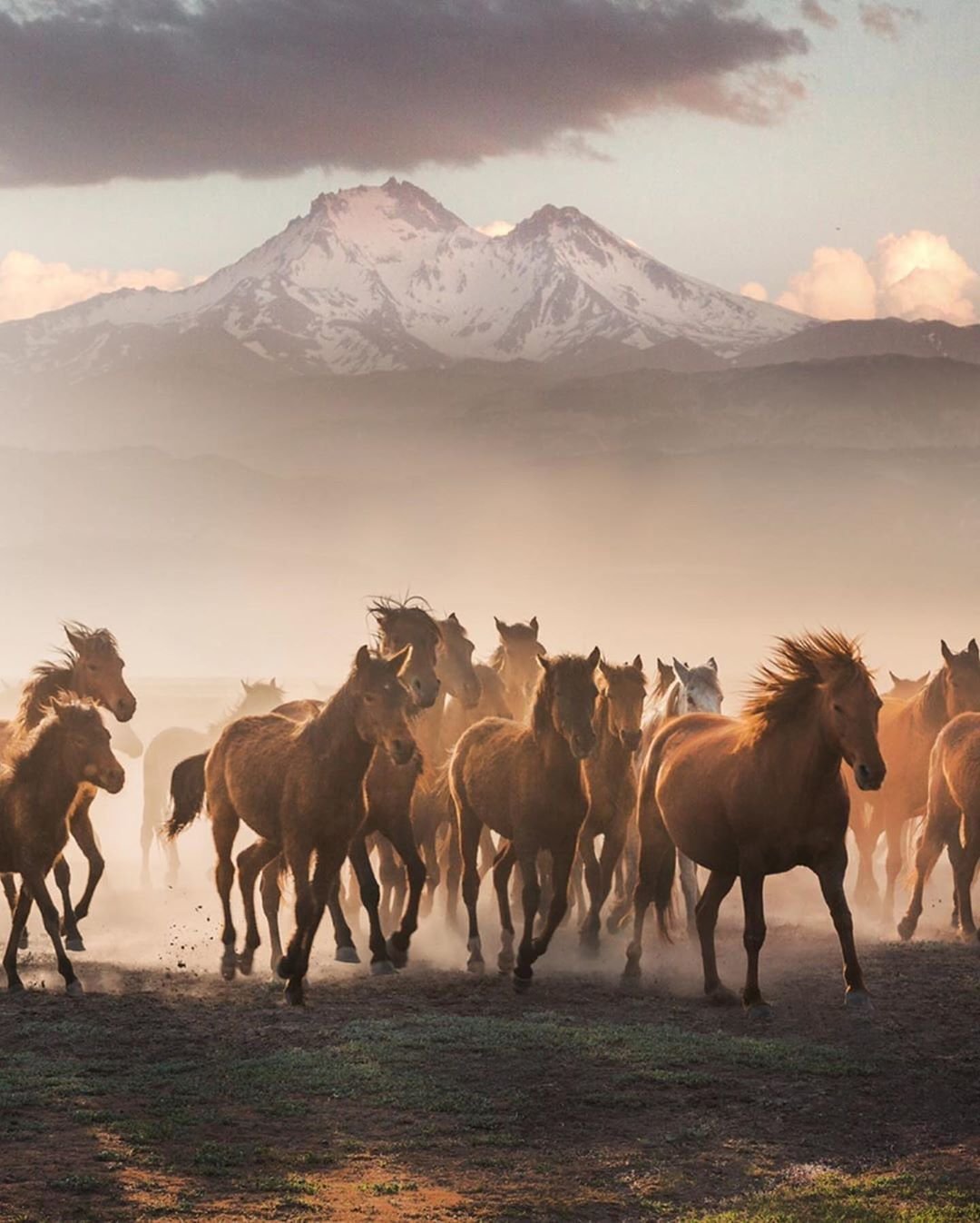 Лошадь бежит