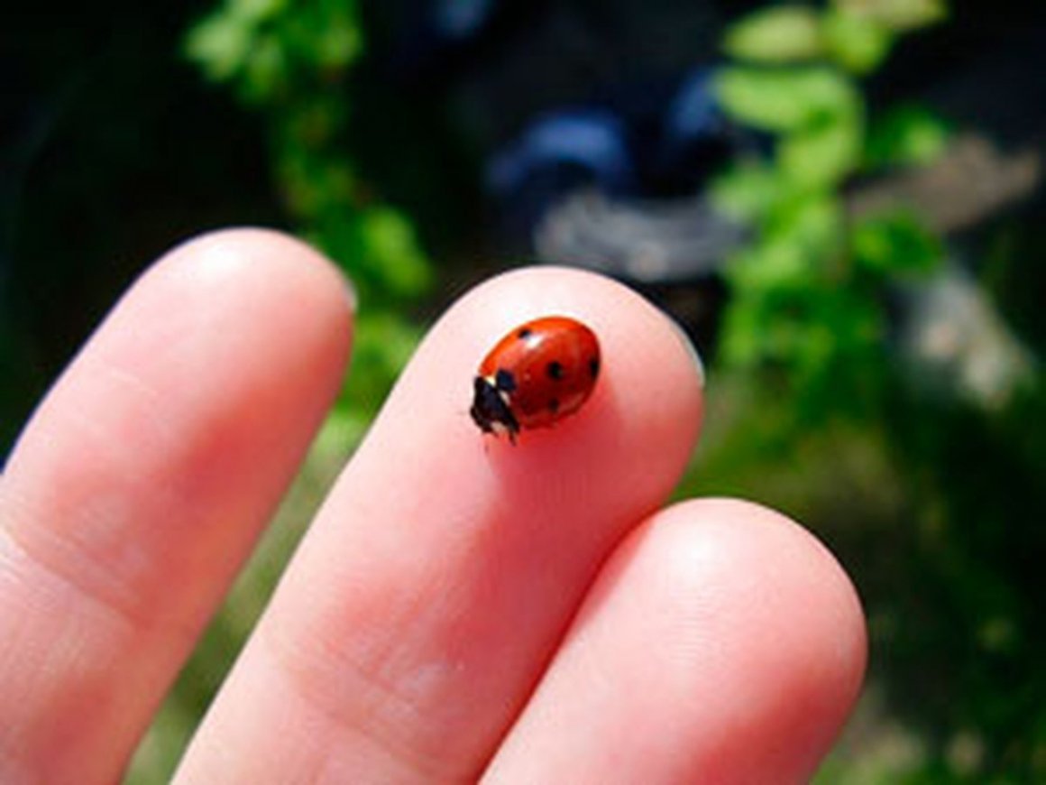 Скарабей навозник