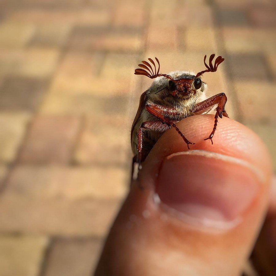Жук на черном фоне