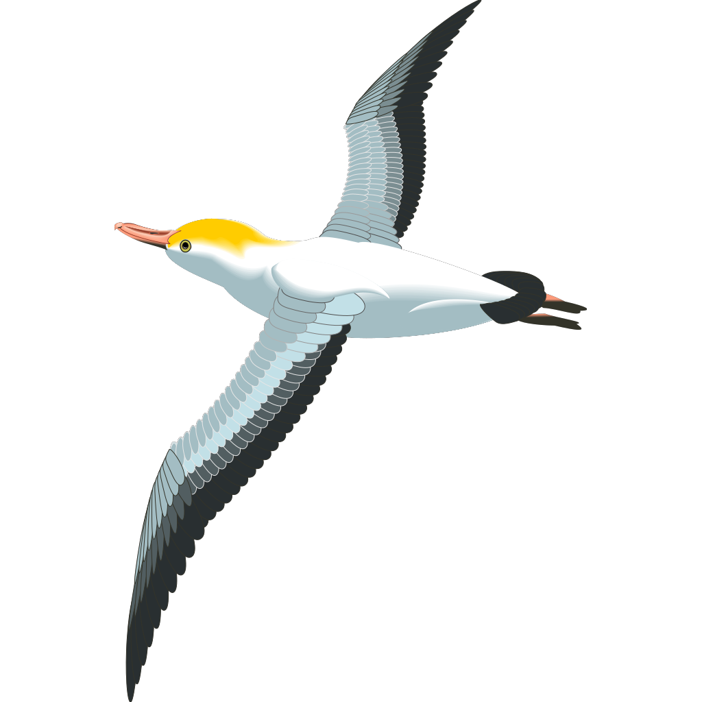 Морские птицы на прозрачном фоне