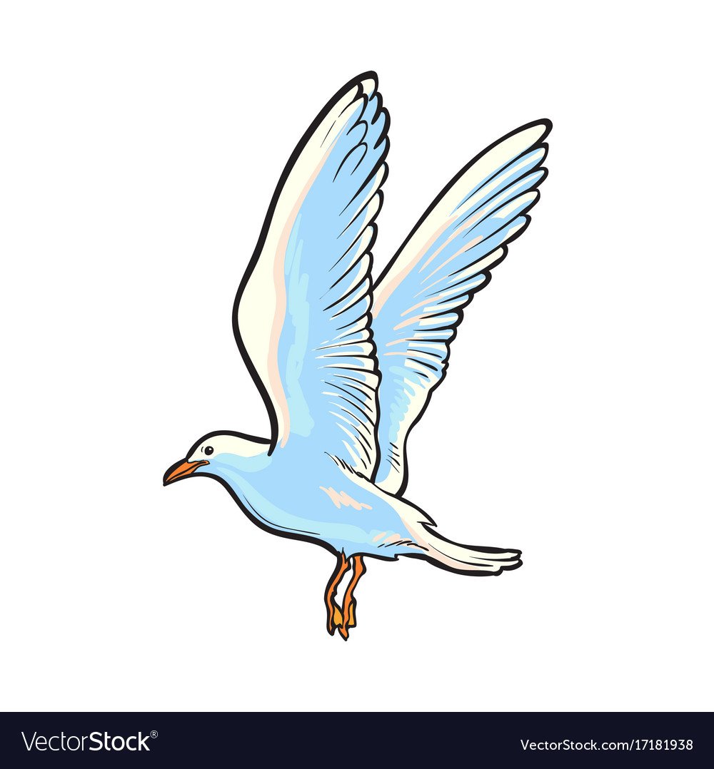 Чайка в полете эскиз цвет