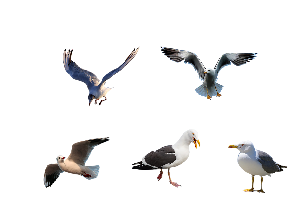 Чайки картинки