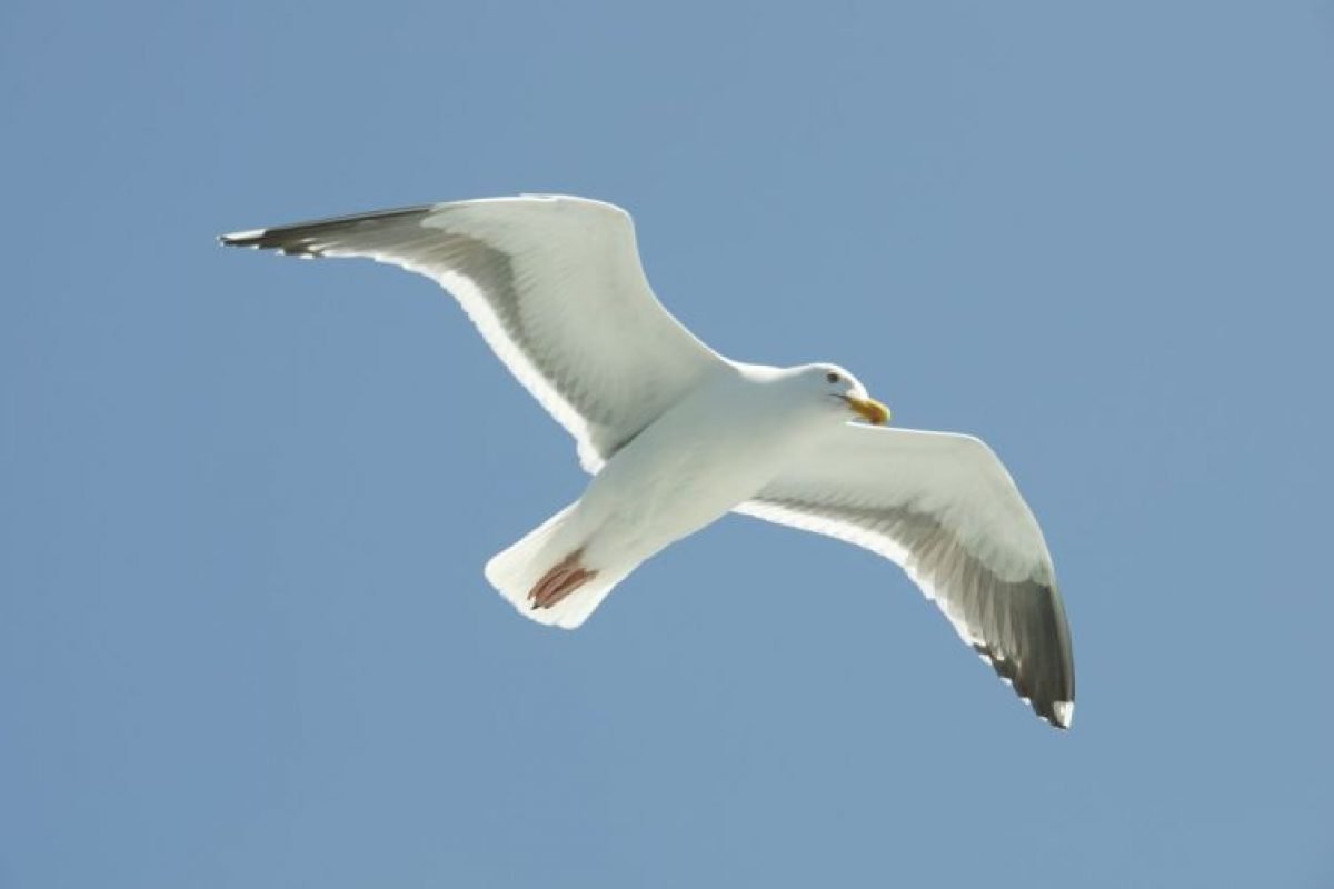 Чайка летит