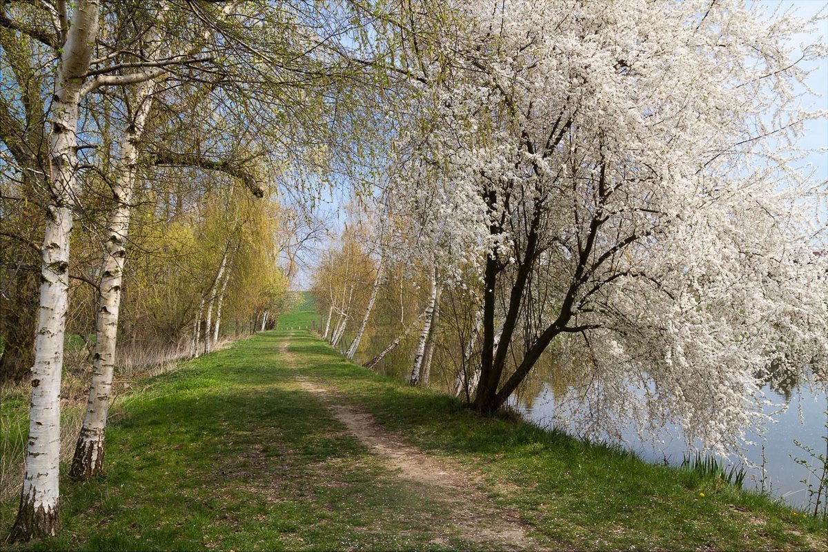 Лето природа