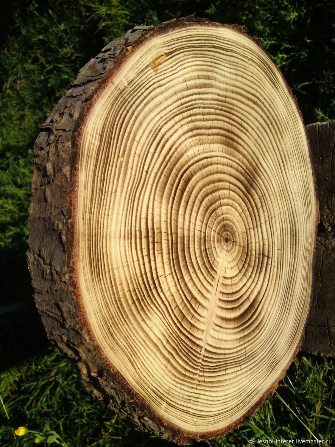 Пихта Сибирская спил