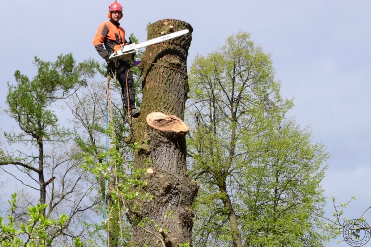 Валка деревьев Нижний Тагил