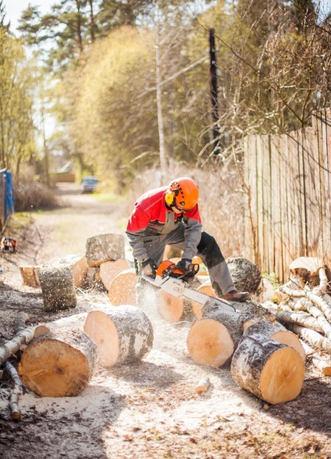 Пилит дерево
