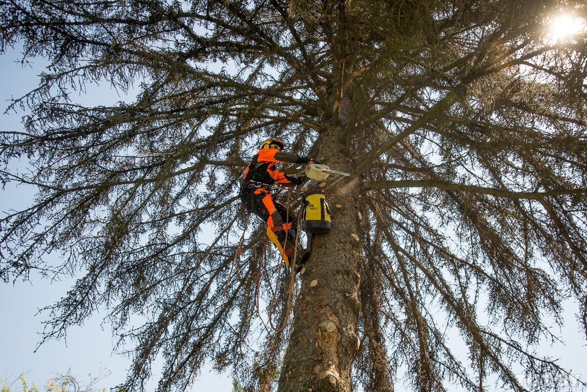 Кронирование деревьев Пермь