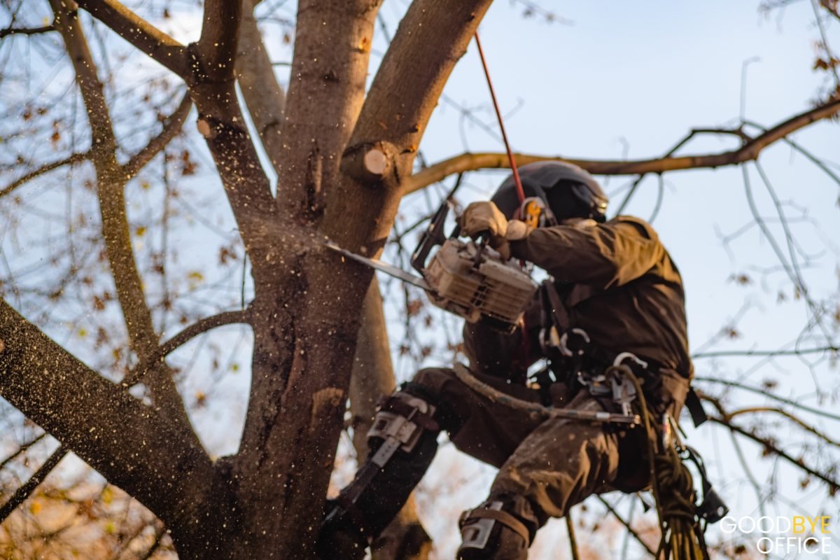 Лесоруб спиливает дерево